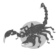 Crimson Scorpion's design.